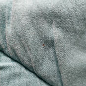 Bursa'da Bir Halı Yıkama Firmasında Yaşanan Müşteri Memnuniyeti Sorunları