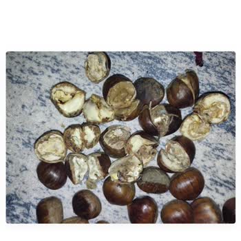 Küflü Kestanelerle Rezil Oldum