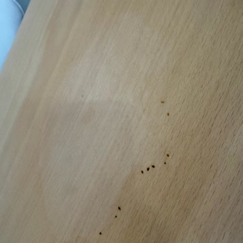 Leviosa Masa Leke Olması