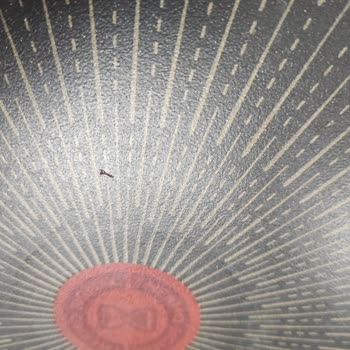 Tefal Tava Patlaması Ve Müşteri Hizmetleri Sorunu