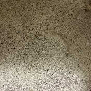 Yanlış Kedi Kumu Teslimatı: İnce Ve Kalın Kum Ayrımının Önemi