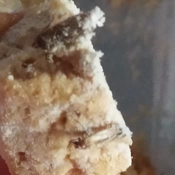 Kurabiye Kutusunda Böcek Şoku