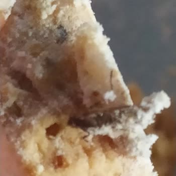 Kurabiye Kutusunda Böcek Şoku