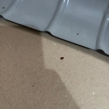 Tahta Kurusu Kabusu: İstikbal Ürünleri Mağduriyeti