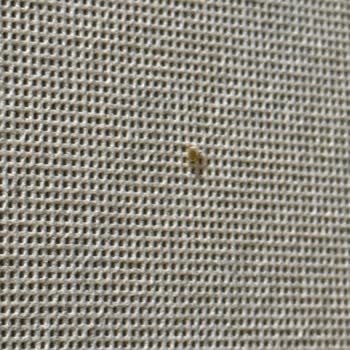 Tahta Kurusu Kabusu: İstikbal Ürünleri Mağduriyeti