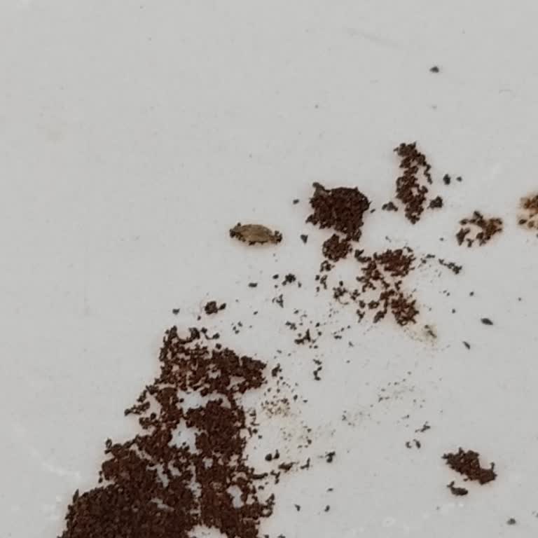 Kahve Paketlerinde Böcek Sorunu