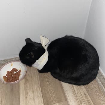 Yaralı Kedi İçin Acil Yardım Talebi