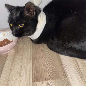 Yaralı Kedi İçin Acil Yardım Talebi