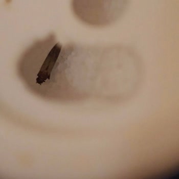 Billur Tuz'da Böcek Şoku: Sağlığımız Tehlikede!