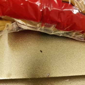 Böcekli Makarna Kabusu: Tat Markası Güven Sarsıyor