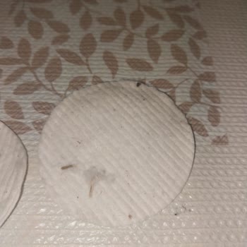 Organik Pamuk Diskte Şok Edici Yabancı Madde Sorunu