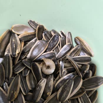 Çerezya Çekirdekte Şok Edici Buluntu