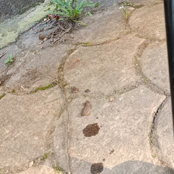 Yağ Kaçağı Ve Sürekli Arızalarla Mücadele