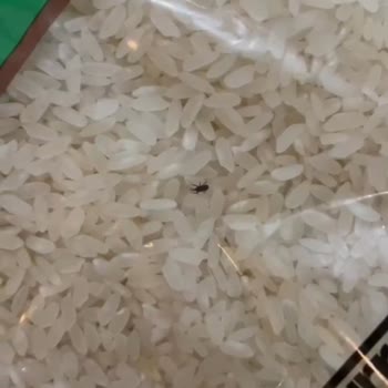 File Market'ten Aldığımız Pirinçte Böcek Şoku