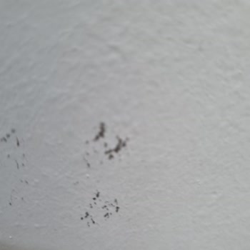 Leke Tutmayan Boya Hayal Kırıklığı Yarattı