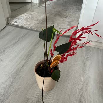 | Tazecicek.com Yanlış Ve Kusurlu Çiçek Teslimatı