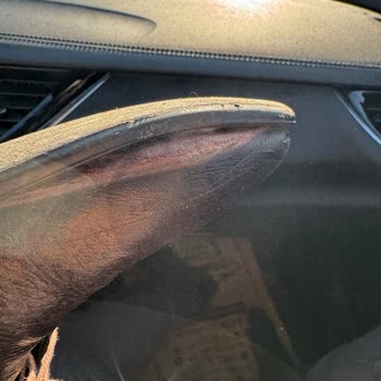 Trendyol Müşteri Hizmetleri: Çözüm Bekleyen Sorunlar