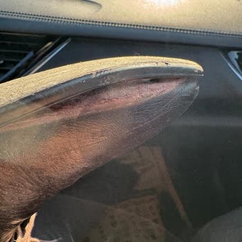 Trendyol Müşteri Hizmetleri: Çözüm Bekleyen Sorunlar