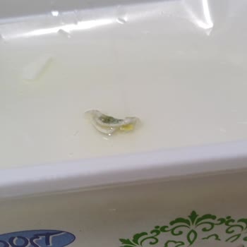 BİM'den Aldığım Peynirin İçinden Çıkan Şok Edici Madde