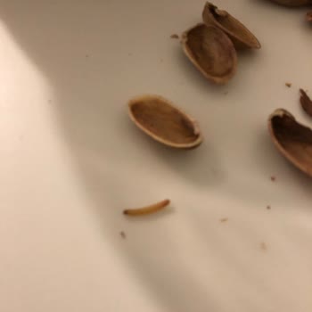 Çitlekçi'nin Kalite Sorunları Ve Müşteri Hayal Kırıklığı