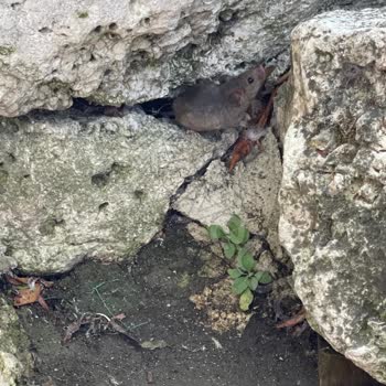 Farelerle Dolu Mekanda Rezil Olduk