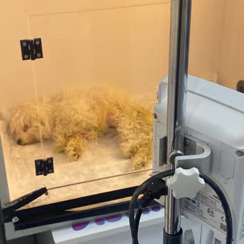 Hayvan Hastanesinde Yetersiz Tedavi Ve İletişim Sorunları