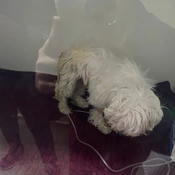 Hayvan Hastanesinde Yetersiz Tedavi Ve İletişim Sorunları