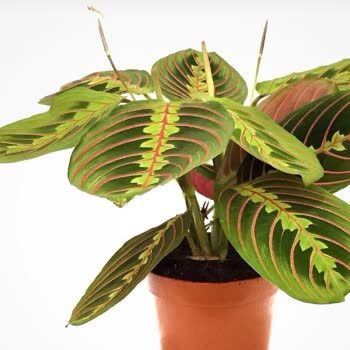 Aras Kargo Kırklareli Şubesi'nde Teslimat Sorunları