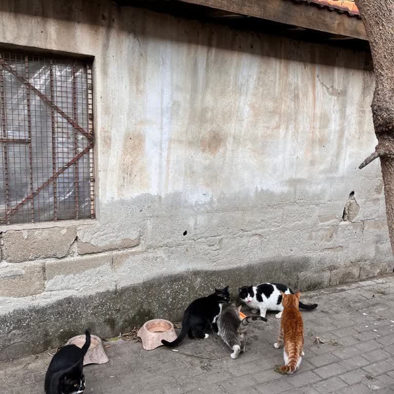 Kış Ortasında Kedi Evimizi Geri İstiyoruz