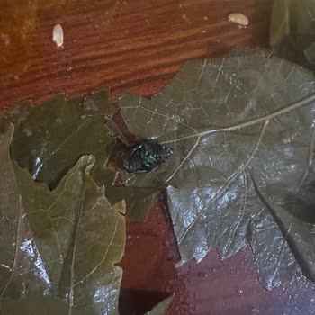 Gurme212 Makro Center'dan Aldığım Asma Yapraklarında Böcek Şoku