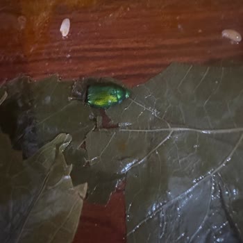 Gurme212 Makro Center'dan Aldığım Asma Yapraklarında Böcek Şoku