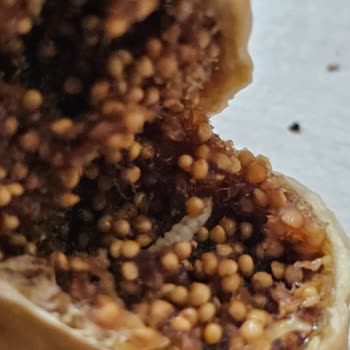 Kurtlu İncirler Ve Yetersiz Müşteri Hizmetleri