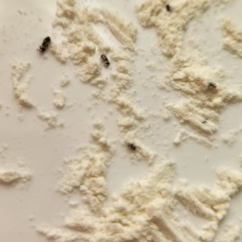 BİM Efsane Un'da Böcek Sorunu: Param Çöp Oldu!