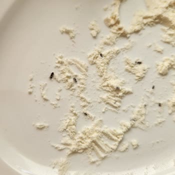 BİM Efsane Un'da Böcek Sorunu: Param Çöp Oldu!