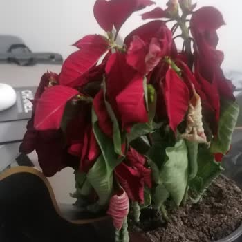 Çiçek Sepeti'nden Gelen Solmuş Ponsetya Şoku