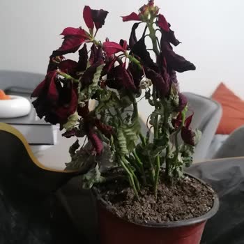 Çiçek Sepeti'nden Gelen Solmuş Ponsetya Şoku