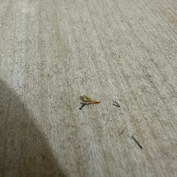 Ekmekte Tehlikeli Metal Parçalar: Sağlığımız Tehlikede!