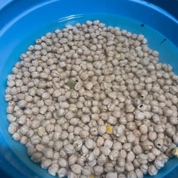 Markalı Nohutta Böcek Sorunu