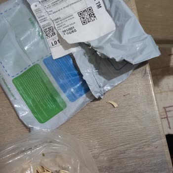Kurtlu Kabak Çekirdeği Hayal Kırıklığı