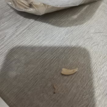 Kurtlu Kabak Çekirdeği Hayal Kırıklığı