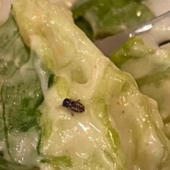 Big Chefs'te Sağlık Skandalı: Yemekte Hamam Böceği!