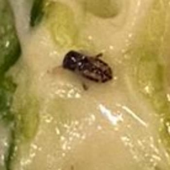 Big Chefs'te Sağlık Skandalı: Yemekte Hamam Böceği!