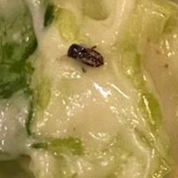 Big Chefs'te Sağlık Skandalı: Yemekte Hamam Böceği!