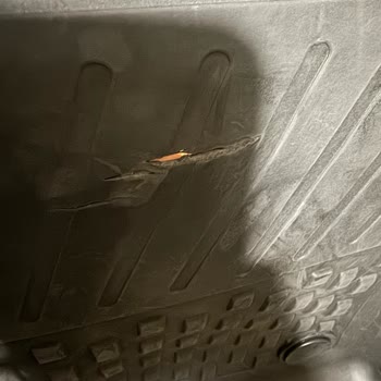 Sahler Paspasların Dayanıklılığı Hayal Kırıklığı Yarattı