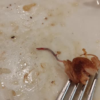 Sultanbeyli Gölet Sosyal Tesisleri Şikayeti