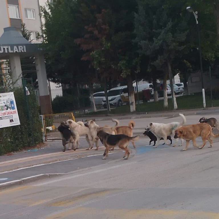 Mahalledeki Köpek Saldırıları Çocuklarımızı Tehdit Ediyor