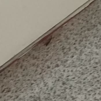 Bebek Hastanesinde Sağlık Hizmetleri Ve Hijyen Sorunları