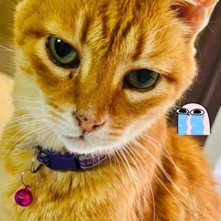 Vicdansız Veteriner Hizmetleri: Minik Kızımın Acı Sonu