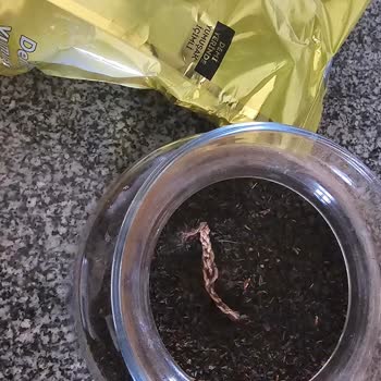 Poşet Çayda İstenmeyen Yabancı Madde