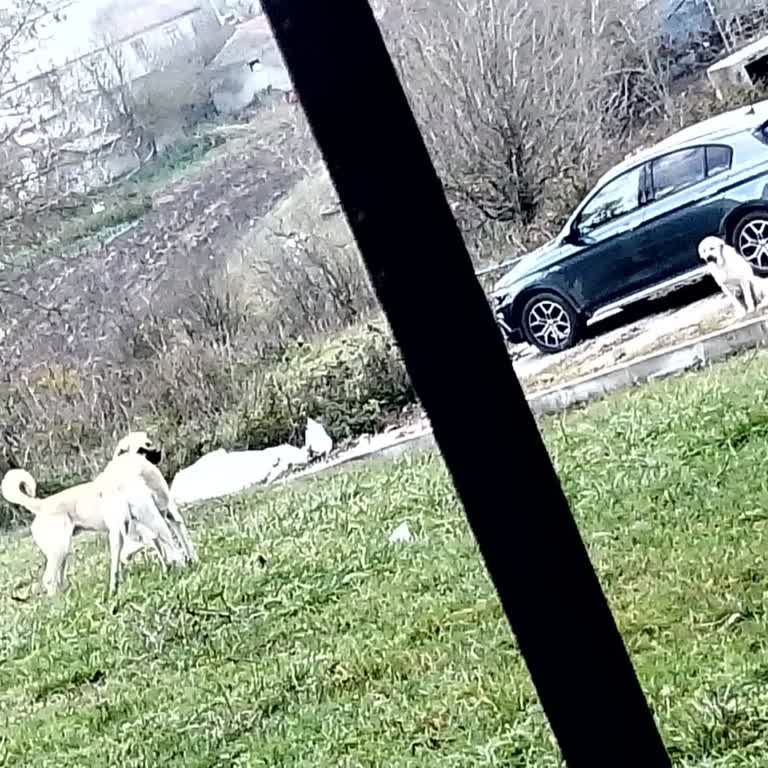 Çatalca Belediyesi Başıboş Köpekler